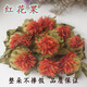 
Kang Yuzun Red Flowers and Fruits New Dried Saffron Soaking Grass Red Flower Whole Western Regions Tibetan Saffron Tibet [Saffron Flowers/500g]