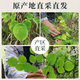 
Genuine wild Gansu epimedium Chinese medicinal materials, small leaf epimedium leaves, soaked in wine, tea, water and drink nourishing nutrition Gansu wild small leaf epimedium 500g