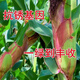 New species double national review original Zhongkeyu 505 corn seeds are resistant to lodging and insects. It is good to sow low-stem big stick seeds in spring and summer. New species original Zhongkeyu 505 4200 grains x1-pack
