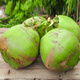 Xianyouji Hainan Wenchang Coconut Green Large Fruit Fresh Coconut Coconut for Pregnant Women is picked and sent with coconut opener and straw 6 coconuts with skin (3 Jin Jin for a single fruit is equal to 0.5 kg - 5 Jin Jin is equal to 0.5 kg)