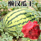 Lazy Man Watermelon, early maturing, stable yield, heat-resistant and drought-resistant, crispy and sweet, open-air garden courtyard original easy-to-grow melon seeds, Original Lazy Man Watermelon 100 capsules