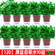 Green intentional potted potted indoor plants, flowers, green plants, hydroponics, long vines, hanging large-leaf green baskets for new homes, formaldehyde removal for new homes, 120 original pots for water storage, 10 pots + pot + 10 fertilizer, shipped with pots and soil