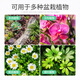 Greenpan volcanic rock particles for growing flowers, small pavement, multi-cinnamon flowers for raising turtles, fish tank bottom sand filter 3-6mm