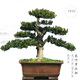 
High-end Populus Arhat bonsai, pearl red bud, sparrow tongue, rice-leaf Populus Arhat, large courtyard with potted plants in living room 1391 Potted