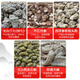 Peking Tongrentang Authentische Yunnan Fünf Schätze Pulver Fünf Schätze Pulver Panax Notoginseng Dendrobium Dandan Ganoderma Gastrodia Elata Western Ginseng kann auch in Tabletten gedrückt werden. Spezialklasse 10-Kopf-Panax NotoginSeng fünf Schätze Pulver 500 g für Cup