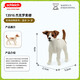 
Schleich S simulation animal model cat dog boy girl children toy gift enlightenment cognition 3+ Jack Russell Terrier 13916