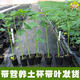Dwarf papaya seedlings, fruit papayas, red-fleshed papaya seedlings, large green papaya seedlings that bear fruit in four seasons, potted courtyards, 2 dwarf papaya seedlings (10 cm high), free reissue after receiving dead seedlings (with cups and leaves)