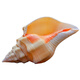 Natural conch shell super large rare famous snail yellow treasure snail yellow sea yellow snail large snail ornament exquisite A 1517cm