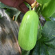 Zhongke Maohua Fruit and Vegetable Seeds Maohua Eight-Edge Crispy Vegetable Melon Seeds Edgeless Green Vegetable Melon Seeds Low sugar type Crisp and juicy Fresh cantaloupe can be eaten cold Early maturity and high yield Fragrant crispy treasure 10g/bag