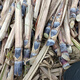 Jingyu Fruit black-skinned sugarcane, yellow-skinned sugarcane seedlings, high-yielding golden sugarcane seeds, 100 yellow-skinned sugarcane head leaves, 3-5 pieces each