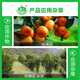 金帆达（JFD）757草甘膦铵盐草甘磷除草烂根剂荒地除杂草灭生性除草剂 2.5kg