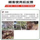 Big tree rotten root powder, powerful tree removal powder, cyclozinone herbicide, big tree dead removal, bamboo rotten root corrosive, one-time root rottenness 500g 1 barrel
