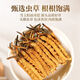 Пекин Тонгрентанг [Черная пятница] Cordyceps Sinensis Fresh Cordyceps сухожие товары Cordyceps Аутентичный фестиваль чистого мяса 31 штуки для 3 пакетов
