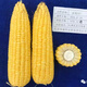 Wangyuanxing Golden Crown 597 corn seed big stick fruit corn super sweet sunflower sweet corn seed 400g can Golden Crown 597 5 cans