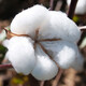 Dayu cotton seed production is high, Shandong freeze-resistant and cold-resistant cotton seed field planting wholesale Minfengji 172 cotton seed 1000g 5 bags