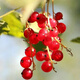 Currant Seeds Gooseberry Tree Potted Fruit Berry Seeds Patio Balcony Red Currant Seeds Selected 1 Pack of 100 Capsules