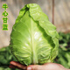 Chunfeng Extra Large Beef Heart Cabbage Seeds Cabbage Seeds Lotus White Cabbage Cold-resistant Spring and Autumn Four Seasons Vegetable Seeds Company Original Approximately 285 capsules per bag