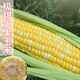 Long-cultivation super sweet two-color fruit corn seeds easy to grow sweet corn seeds extra large drought-resistant spring four seasons sweet waxy corn sticky sweet crispy sweet 89 corn 100g gold medal corn