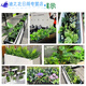 Simulation Grüne Pflanze Set Simuliertes Blütenpartition Pflanzendekoration Ornament Blütenrille Schildkröte Rückenblatt Blumenbox gefälschte Blumenlandschaft E3895x20cm Bunt