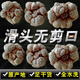 Sanqitou Authentische Yunnan Wenshan 20 Spring Sanqitou Ganze chinesische medizinische Materialien Trockenwaren, Spezialgrad Wildfeld 7 neue Waren 20 Sanqitou 500g