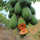 Dwarf papaya seedlings, fruit papayas, red-fleshed papaya seedlings, large green papaya seedlings that bear fruit in four seasons, potted courtyards, 2 dwarf papaya seedlings (10 cm high), free reissue after receiving dead seedlings (with cups and leaves)