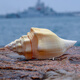 Natural conch shell super large rare famous snail yellow treasure snail yellow sea yellow snail large snail ornament exquisite A 1517cm