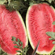 Dayu lazy man watermelon seed seedlings are extra large and suitable for early-maturing lazy people in the south 8424 Kirin melon Meidu seedless fruits and vegetables Xinong No. 8 watermelon seeds 50g about 500 grains