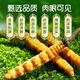 新鲜冬虫夏草2025年头期正品高海拔鲜虫草领导过节送礼送长辈 1.0~1.2克/根-100根鲜虫草