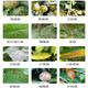 Yongguan 30% pyraclostrobin citrus orchard canker disease black leaf brown spot green certified pesticide fungicide