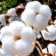 Dayu cotton seed production is high, Shandong frost-resistant and cold-resistant cotton seed field planting wholesale Minfengji 172 cotton seed 1000g 2 bags