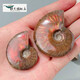 Shengbei Natural Ammonite Snail Fossil Colorful Ammonite Biological Fossil Raw Stone Specimen Ammonite Gemstone Ornament Children's Popular Science 6-7cm One