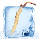 Cordyceps de Mountain Cordyceps Sinensis sélectionné de haute qualité, propre et lyophilisé Cordyceps dodyceps et ininterrompu Boîte-cadeau du Nouvel An 3-5 pièces / gramme