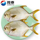 Xiangtai Hainan second-stripped golden pomfret 700g/2 pieces, grilled fresh fish with gills and internal organs removed, seafood and aquatic products