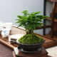
Tangshan Yunsong is authentic Tangshan dwarf literary bamboo office is easy to raise green potted desktop bonsai with potted plants 12023 Original pot Tangshan Yunsong 5-year-old bonsai