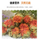 
Kang Yuzun Red Flowers and Fruits New Dried Saffron Soaking Grass Red Flower Whole Western Regions Tibetan Saffron Tibet [Saffron Flowers/500g]
