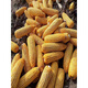 Dandong Liangyu 99 corn seeds National high-yield field early ripening stick miscellaneous Dongdan 1331 corn Good days 7384300 grains Original good days 738