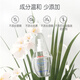 Pigeon Newborn Baby Oil, Baby Touch Oil, Baby Massage Oil 70ml IA156