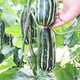 Farmer's Son, Rock Sugar Prince Small Melon Seeds, Rock Sugar Seeds, Hybrid Seeds, Southern Honeydew Melon Seeds, Boyang No. 9 Melon Seeds, 500 capsules/bag
