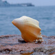 Natural conch shell super large rare famous snail yellow treasure snail yellow sea yellow snail large snail ornament exquisite A 1517cm