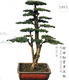 
High-end Populus Arhat bonsai, pearl red bud, sparrow tongue, rice-leaf Populus Arhat, large courtyard with potted plants in living room 1391 Potted