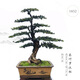 
High-end Populus Arhat bonsai, pearl red bud, sparrow tongue, rice-leaf Populus Arhat, large courtyard with potted plants in living room 1391 Potted