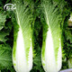 Shouhe Tianjin green hemp leaf Chinese cabbage seeds winter storage vegetable seeds field planting high stakes long summer and autumn green cabbage mussels Tianjin Green 60 cabbage seeds 15gx5 bags