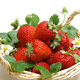 Huawoli Cream Strawberry Seeds 1000 Red Strawberry Vegetable Seeds Four Seasons Strawberry Seedlings Indoor and Outdoor Balcony Potted Plants