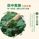 福美柒三七花头茬新花 云南三七花茶 精选四年花 特级文山三七花茶250克 田七花泡茶的功效500克 精选当季新三七花【250克】