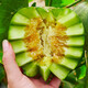 Beishu Melon Seeds Emerald Rock Sugar Seeds Croissant Honey White Sand Honey Spring Cantaloupe Seeds Beishu Bing Jade Melon Seeds 50 capsules 2 bags