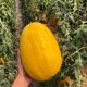 Long-cultivation, early-maturing Golden Beauty watermelon seeds, southern spring and four seasons yellow-skinned, red-fleshed watermelon seeds, balcony potted fruit seeds, Golden Beauty Watermelon 1g