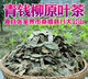 有仁堂青钱柳茶 百年古树青钱柳养生茶成叶茶 金钱柳 成叶青钱柳500克
