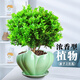 Xilin Garden Mailand -Blütenplants, Blumen und Pflanzen Innenblütensämlinge, in allen Jahreszeiten blühen und Luftbalkongrünen Pflanzen reinigen. Mailand + Sky Blue Pot 686 + Runde Paletten. Lieferung mit Töpfen