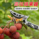 Meike (MYTEC) fruit-picking high-branch shears, longan, bayberry, winter jujube, lychee, cherry, betel nut, high-altitude pruning, fruit tree pruning, high-branch saw, fruit-picking artifact, extended labor-saving scissors, 2 sections 1.8-3 meters retractable + saw blade