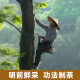 丙田 张家界青钱柳茶250g 高山古树嫩叶 优质干青前柳成叶 金钱柳叶茶